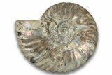 Silver Iridescent Ammonite Fossil - Madagascar #323454-1